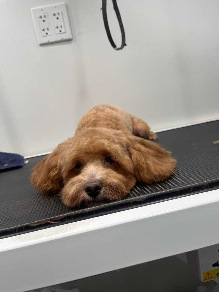 Pet