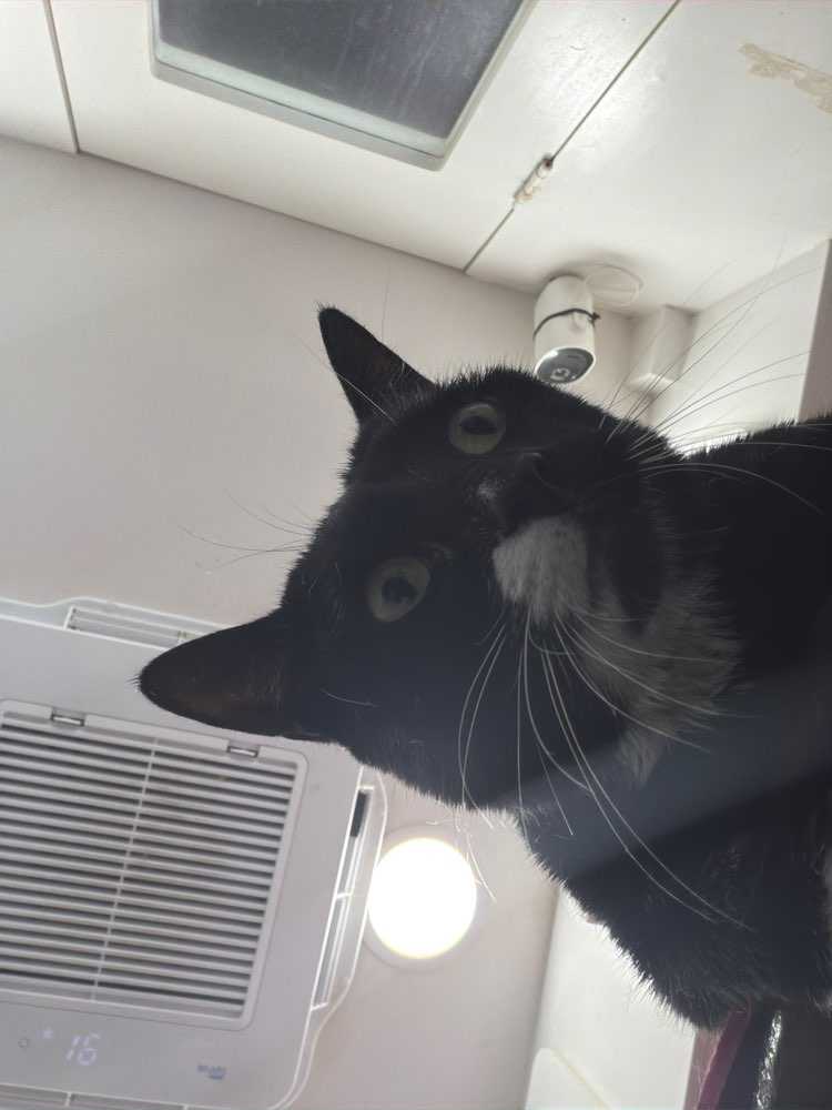 Cleo