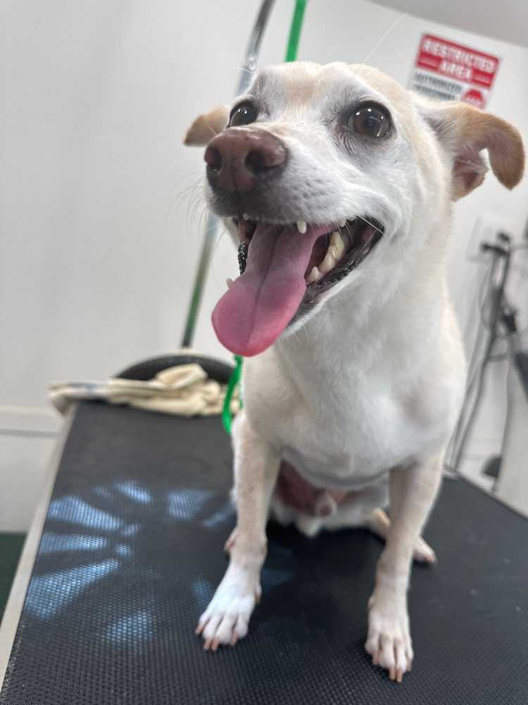 Dog Pet Photo