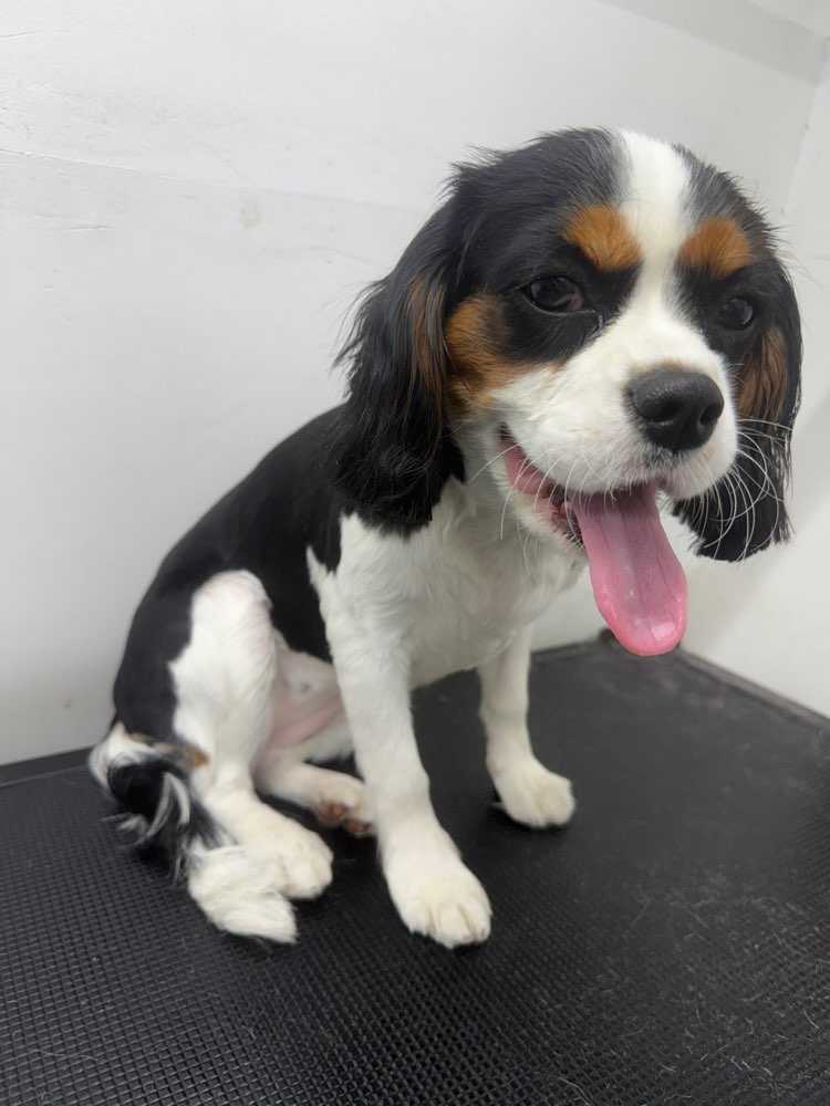 Pet