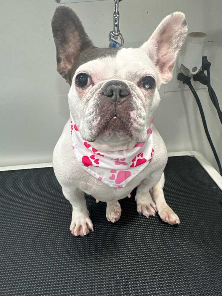 Dog Pet Photo