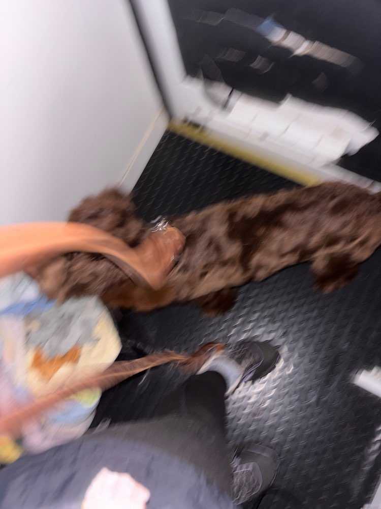 Enzo