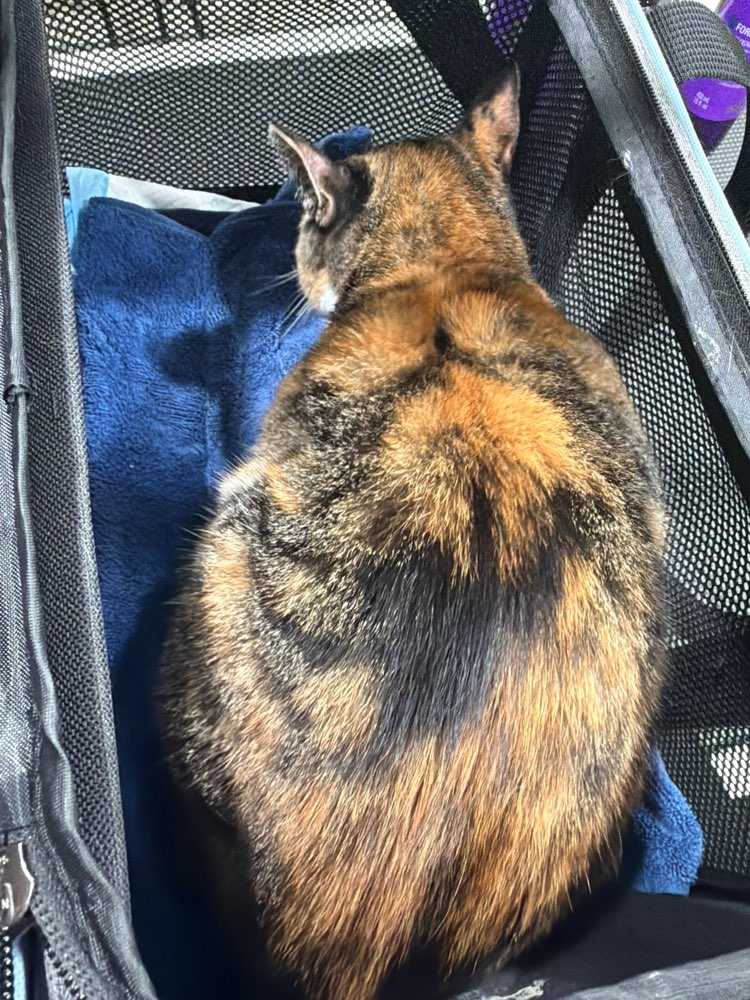 P. Coco