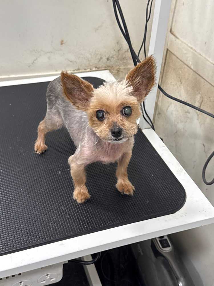 Dog Pet Photo