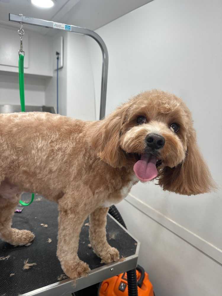 Dog Pet Photo