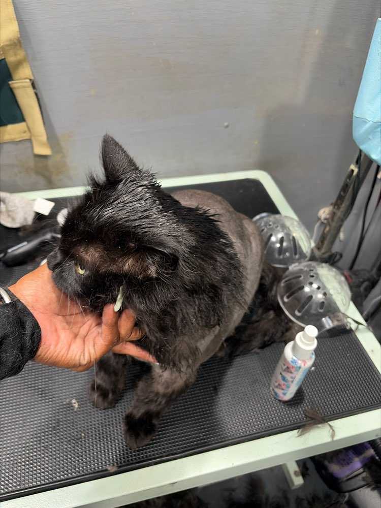 Pet