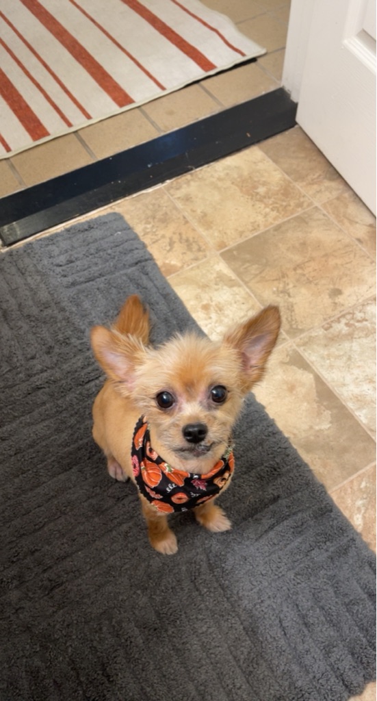 Dog Pet Photo