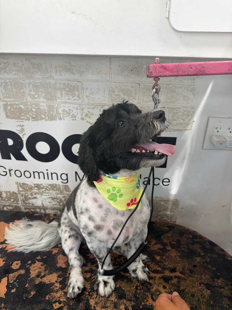 Dog Pet Photo