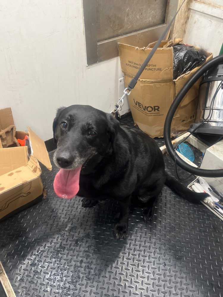 Lady