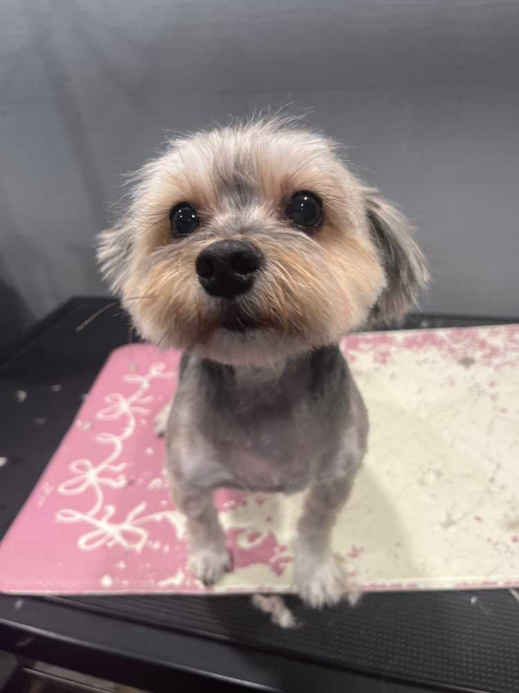 Dog Pet Photo