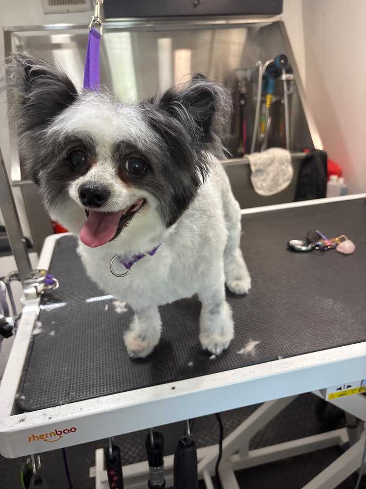 Dog Pet Photo