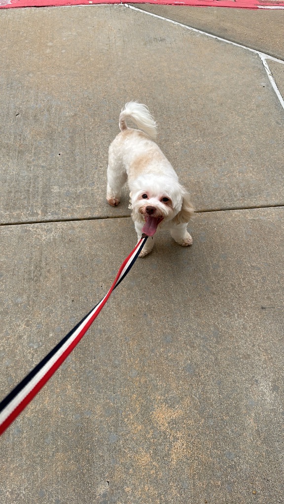 Dog Pet Photo