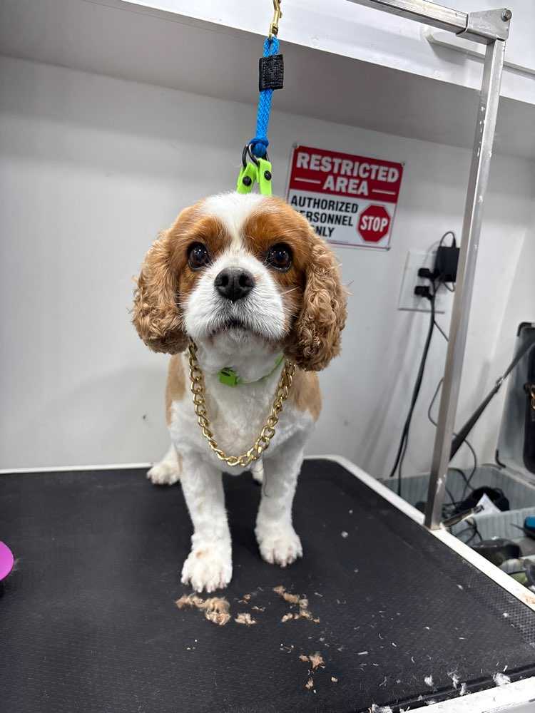 Pet