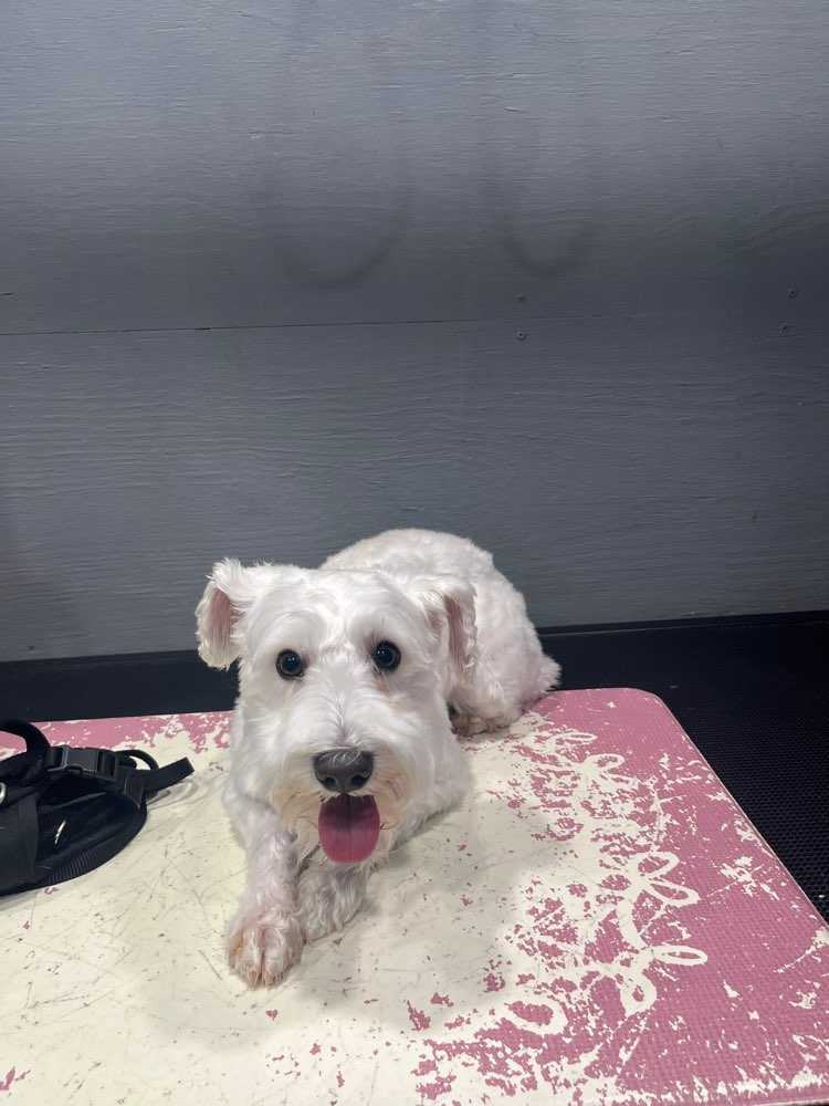 Dog Pet Photo