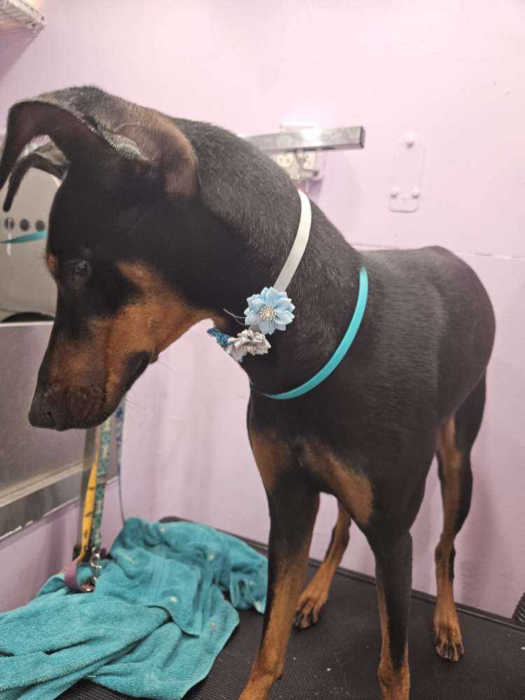 Pet