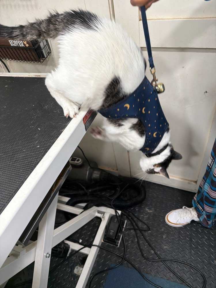 Milo