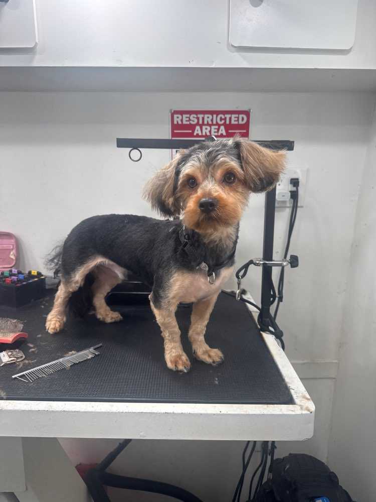 Dog Pet Photo