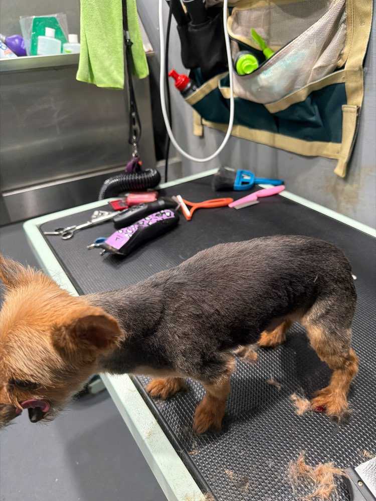 Dog Pet Photo