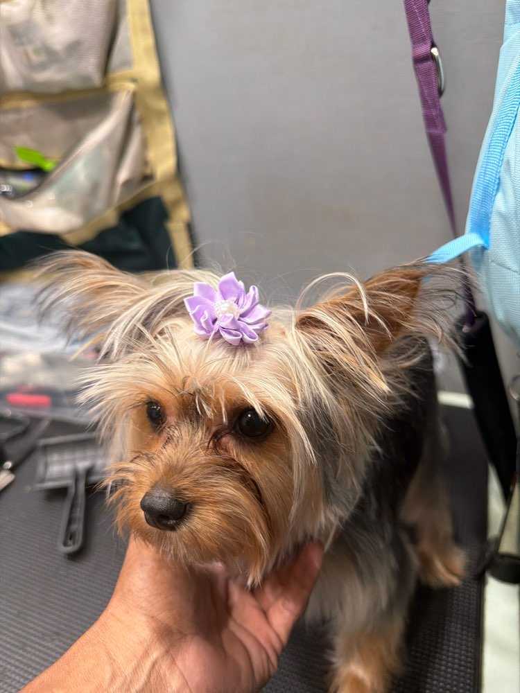 Lola