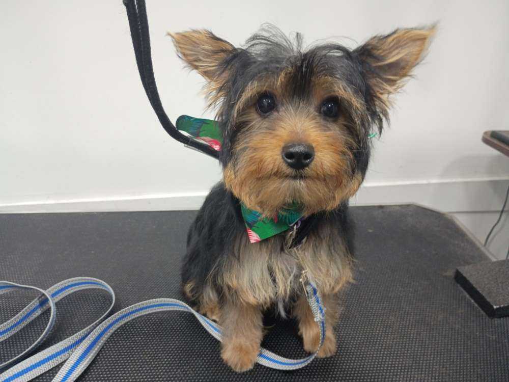Dog Pet Photo