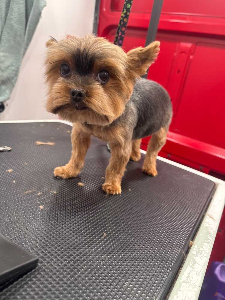 Beau