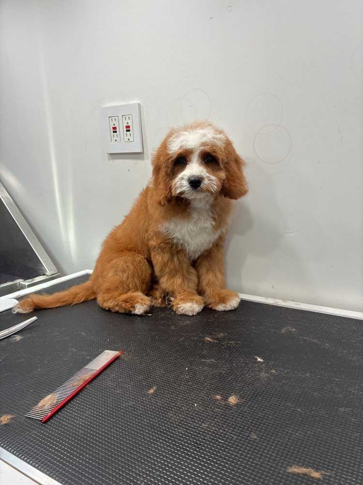 Dog Pet Photo