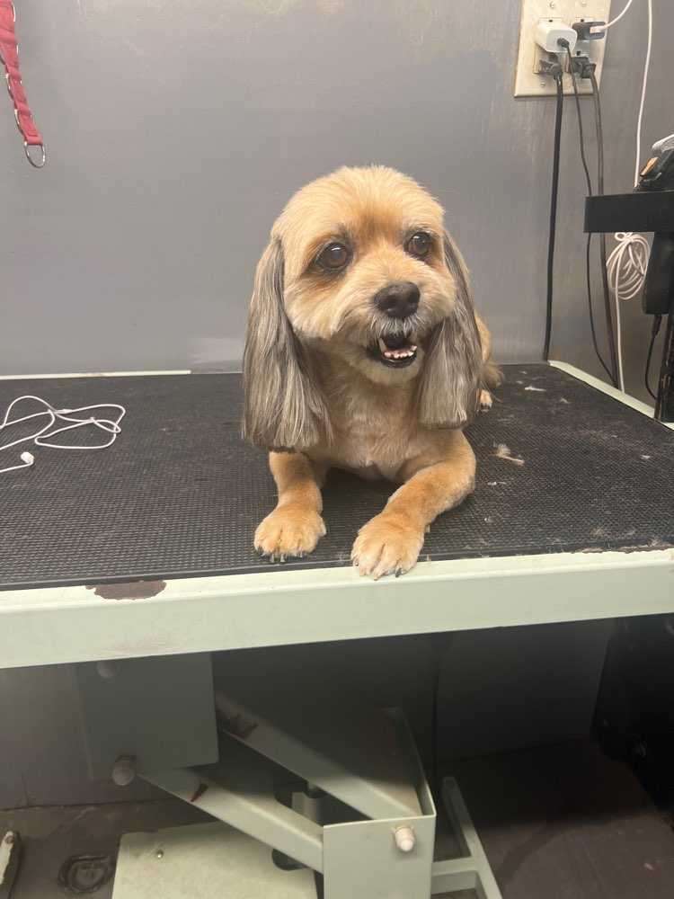 Dog Pet Photo