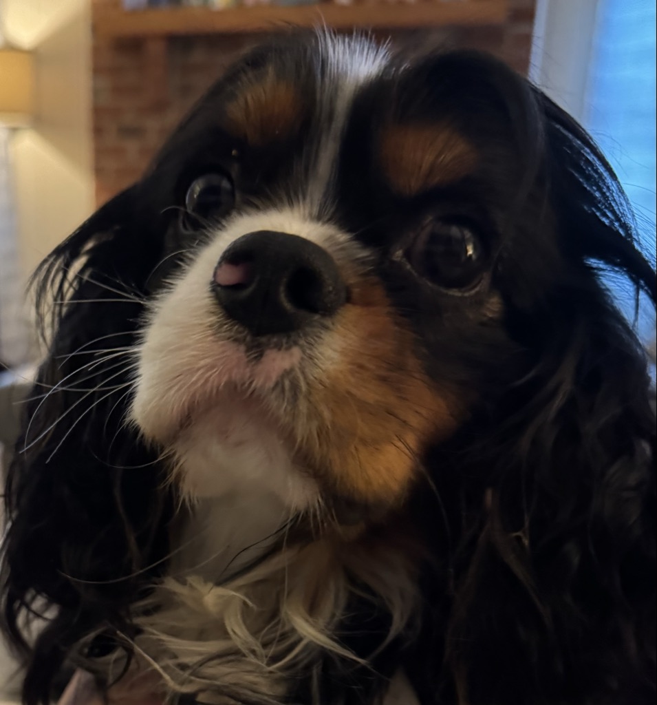 Pet