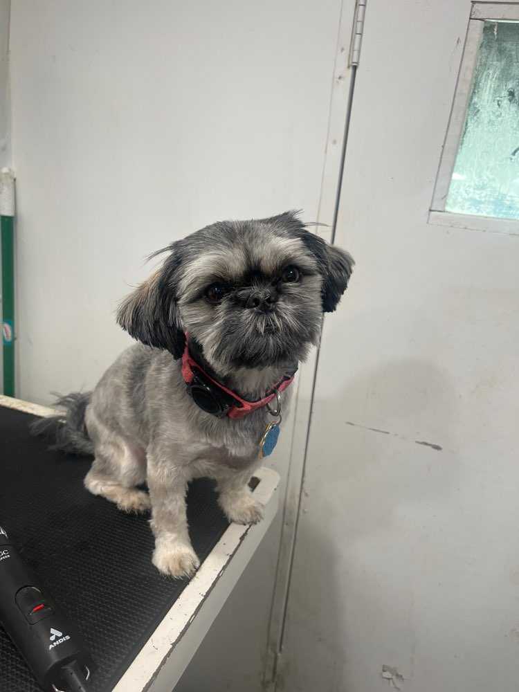 Dog Pet Photo