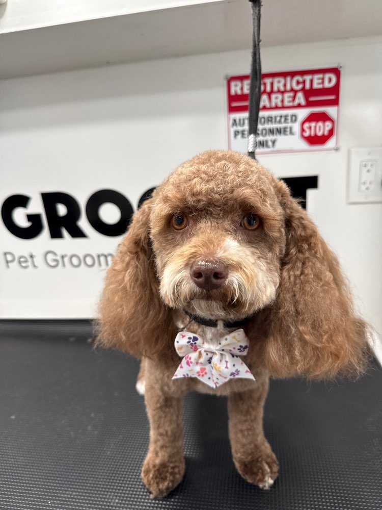 Hazel