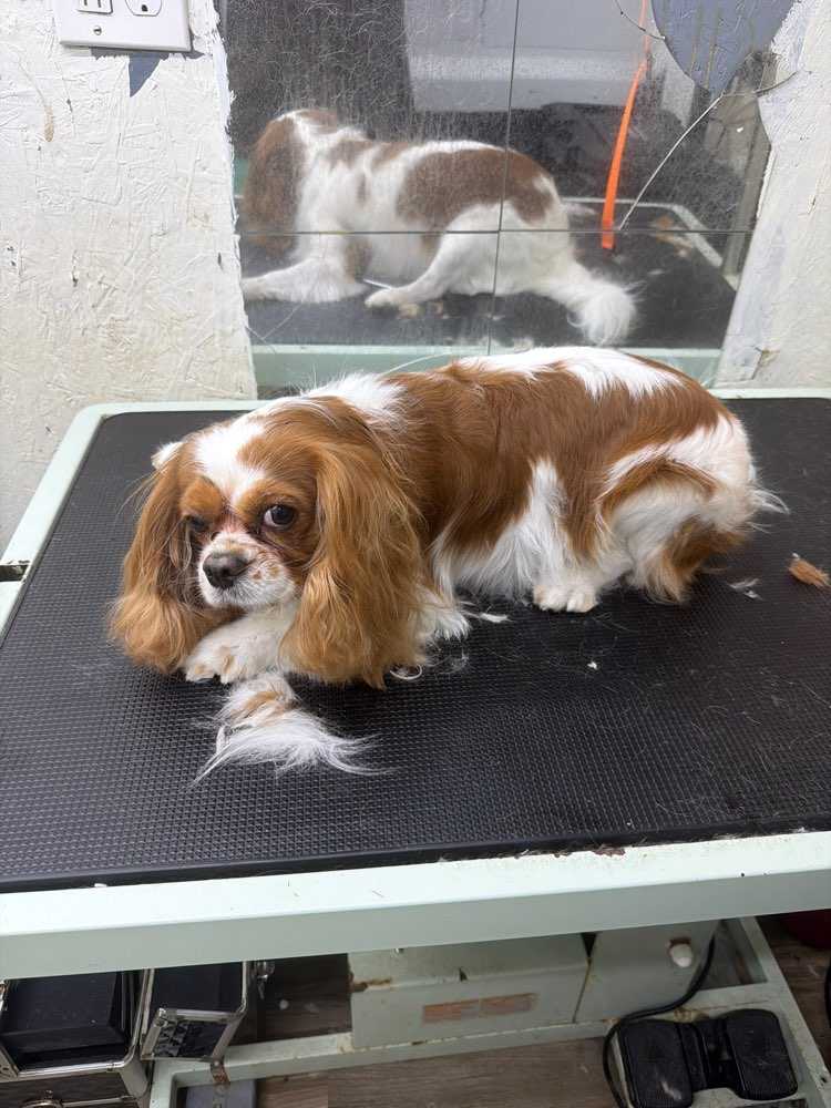 Dog Pet Photo