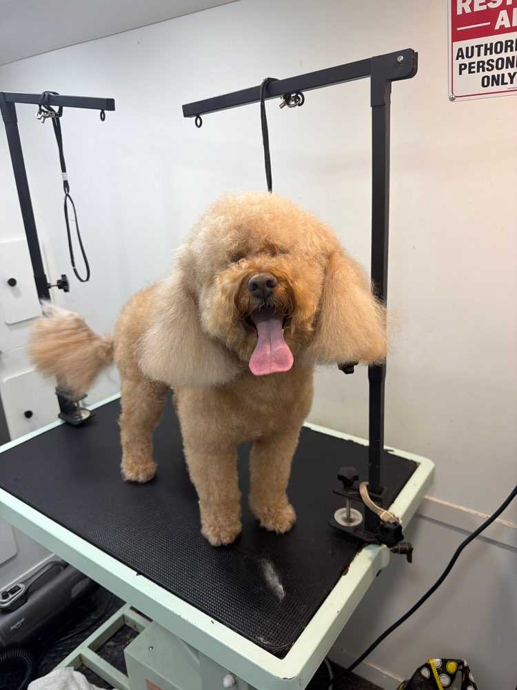 Yoshi