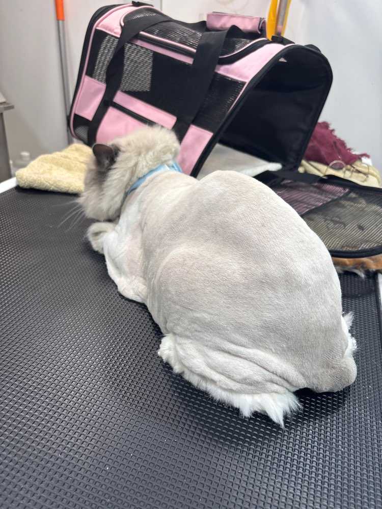 Pet