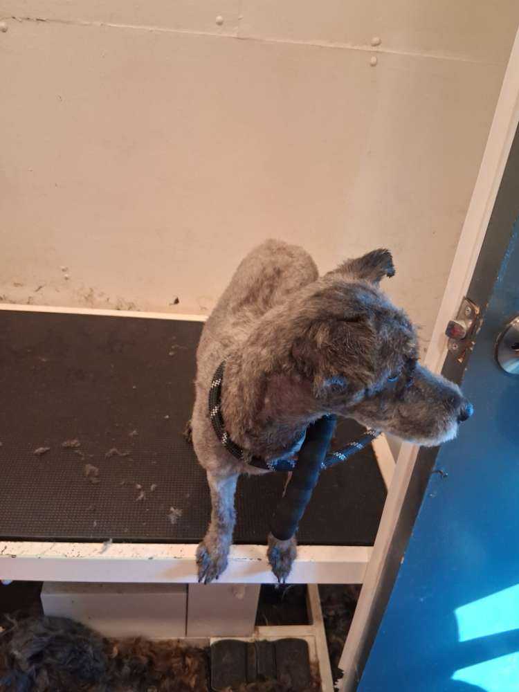 Dog Pet Photo