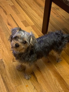 Pet