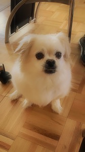 Pet