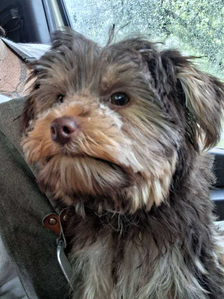 Dog Pet Photo