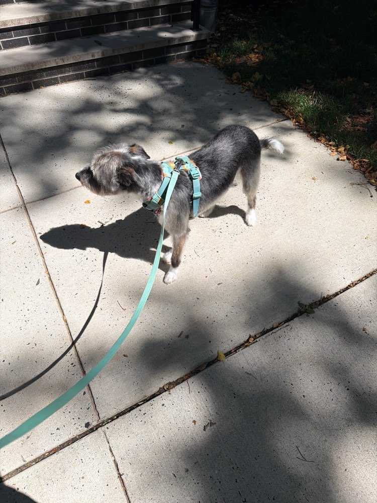 Dog Pet Photo