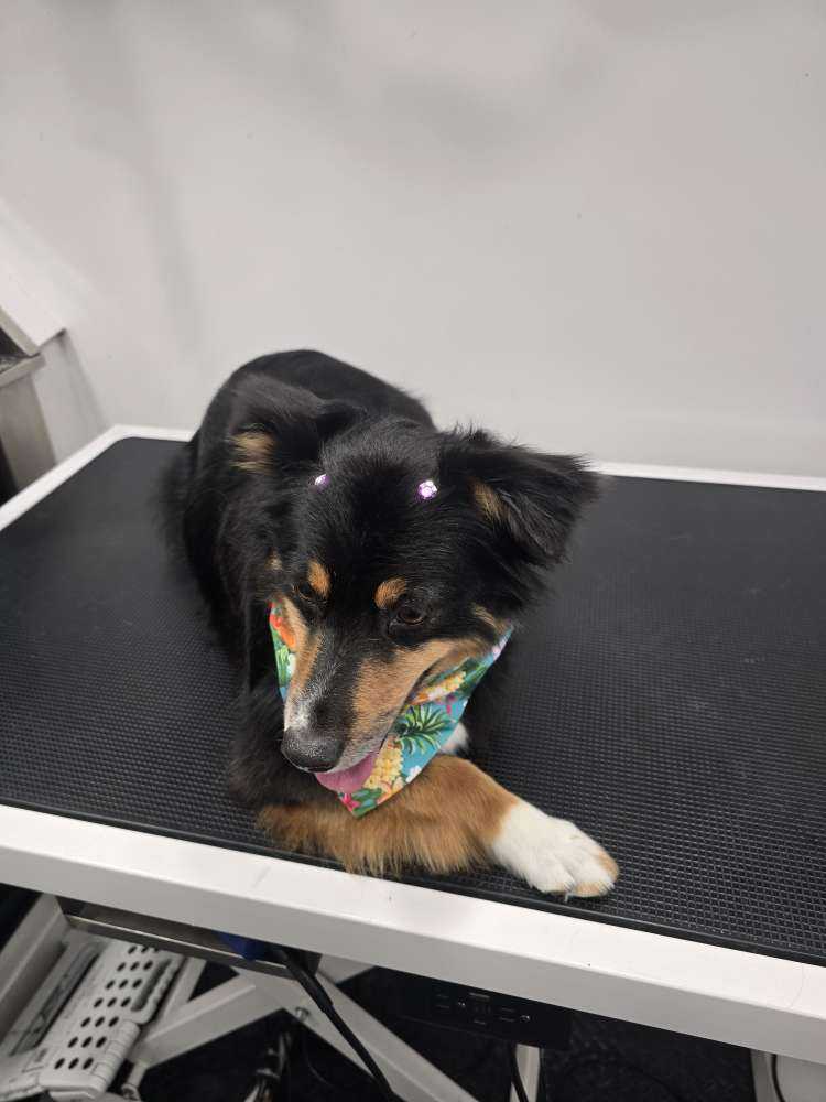 Dog Pet Photo
