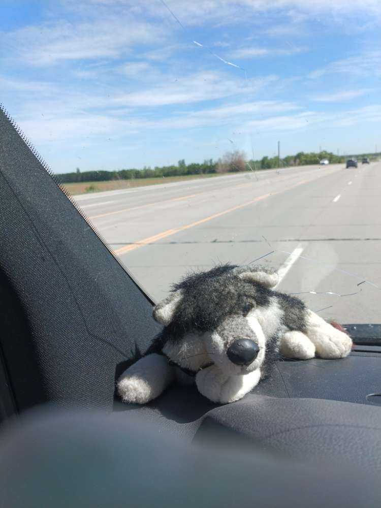 Dog Pet Photo