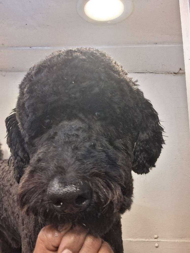 Dog Pet Photo