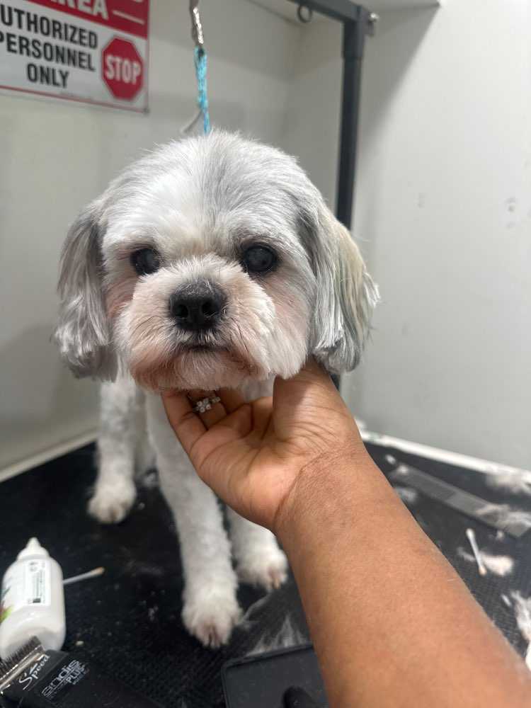 Pet