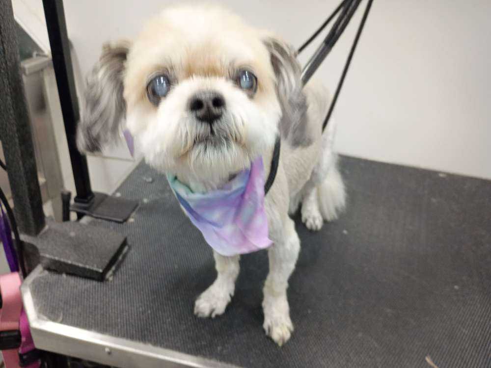 Dog Pet Photo