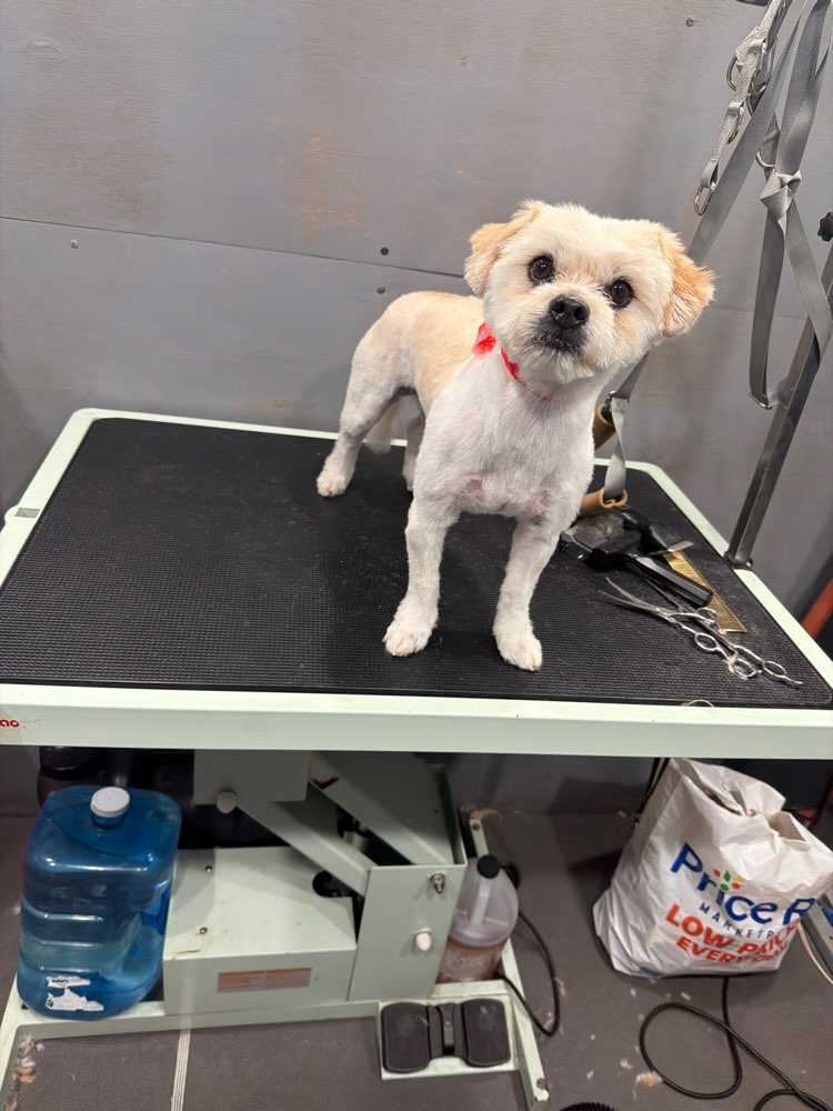 Dog Pet Photo