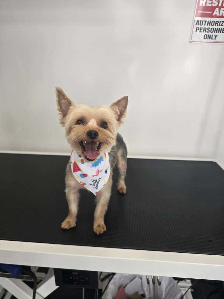 Dog Pet Photo