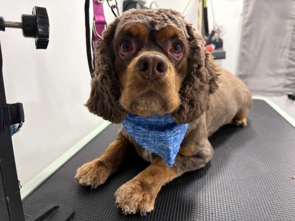 Pet