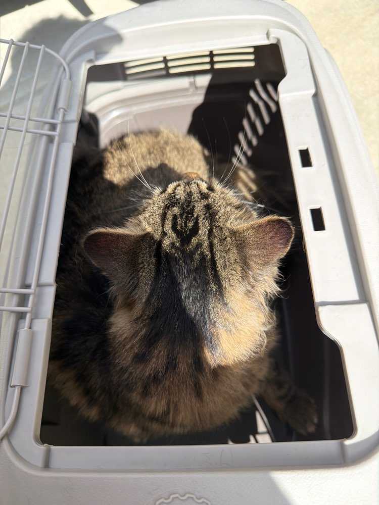 Pet