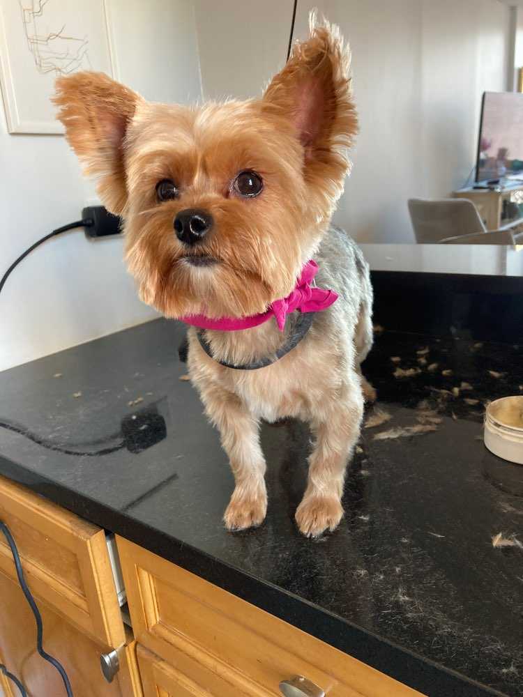 Pet