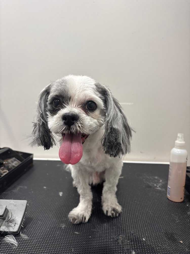 Pet