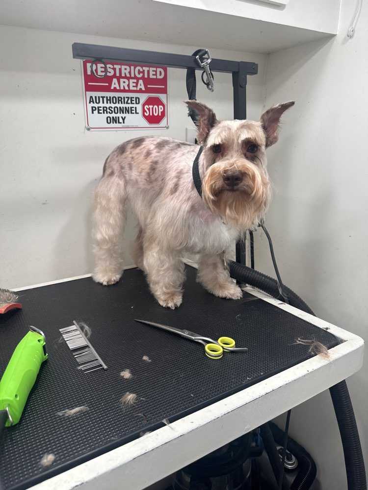 Dog Pet Photo